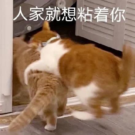 留学圈的恋爱潜规则--乌克兰留学
